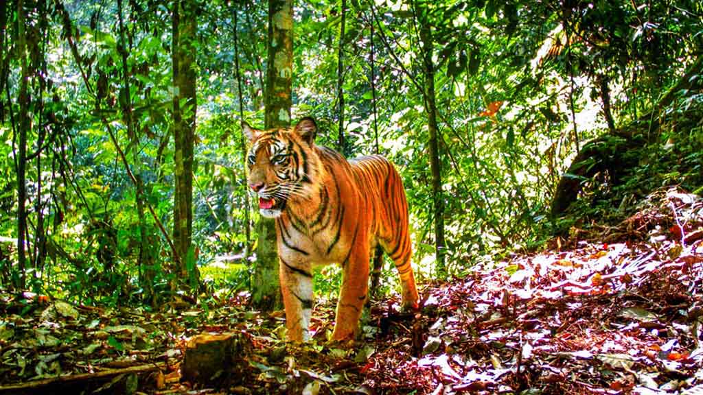 Download 720 Gambar Harimau Di Hutan Paling Bagus HD