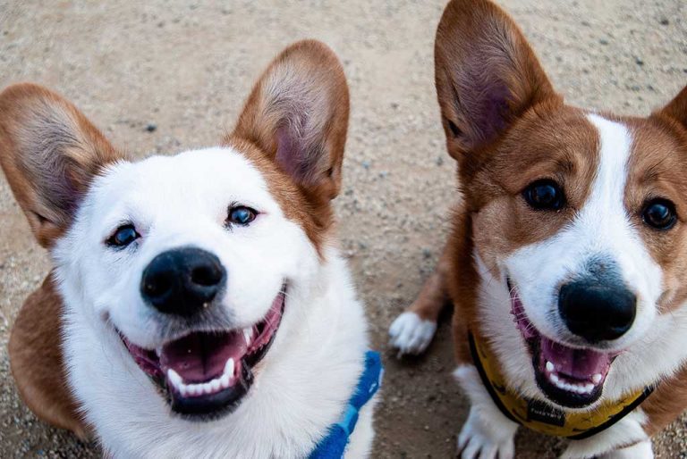 Berapa Umur Anjing Anda Bila Dikonversikan ke Umur Manusia - ikons.id