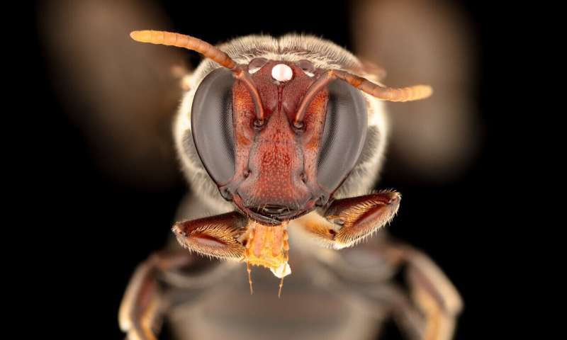 Spesies lebah bertopeng (Meroglossa gemmata) dengan aktivitas mencari makan malam di Australia